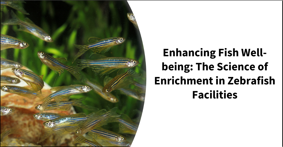 Enhancing Fish Wellbeing The Science of Enrichment in Zebrafish